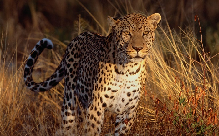 Jaguar na grama Papéis de Parede, imagem