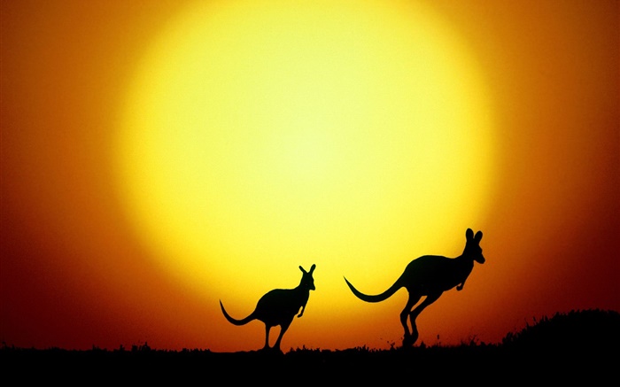 Kangaroo ao pôr do sol, Austrália Papéis de Parede, imagem