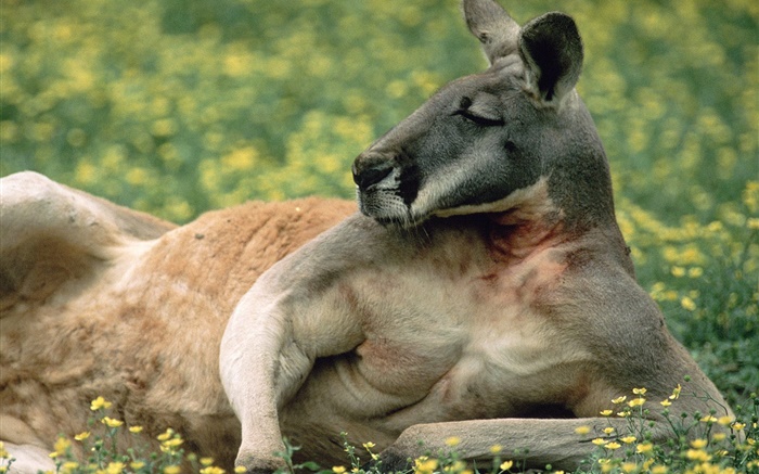 Kangaroo resto, gramado, Austrália Papéis de Parede, imagem