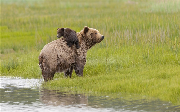 Parque Nacional do Lago Clark, Alaska, ursos, água, prado Papéis de Parede, imagem