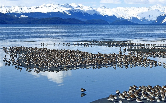 pássaros Lake Papéis de Parede, imagem