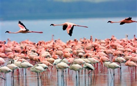 Lake, flamingo, pássaros voando