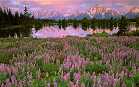 Lago, montanha, rosa flores de jacinto