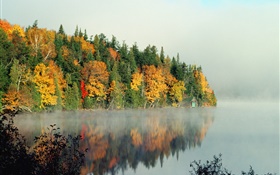 Lago, árvores, névoa, manhã, outono