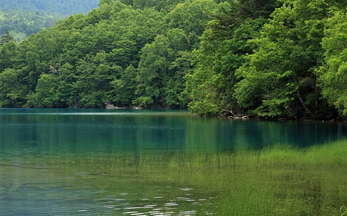 Lago, árvores, grama de água, Hokkaido, Japão Papéis de Parede, imagem
