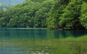 Lago, árvores, grama de água, Hokkaido, Japão
