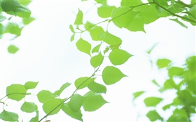 Folhas, verde, bokeh, verão HD Papéis de Parede