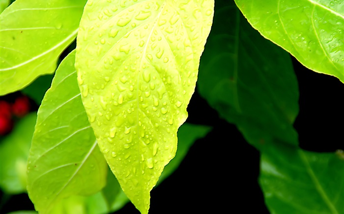 Luz verde folhas, gotas da água Papéis de Parede, imagem