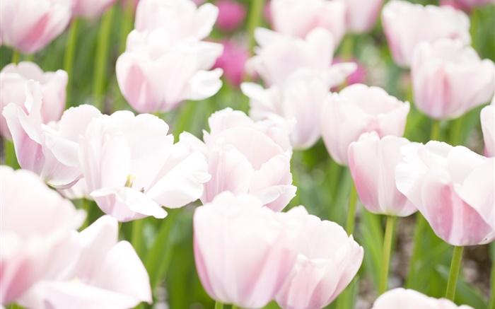 Luz flores tulipa rosa Papéis de Parede, imagem