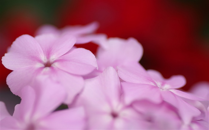 Luz flores roxas pétalas Papéis de Parede, imagem