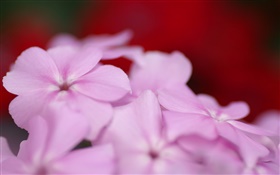 Luz flores roxas pétalas