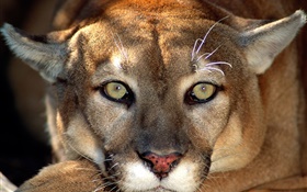 Fotografia Leão rosto macro