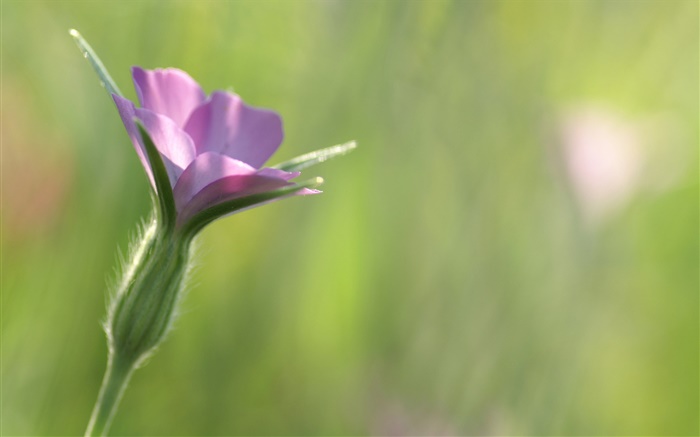 Flor roxa pequena close-up, fundo verde Papéis de Parede, imagem