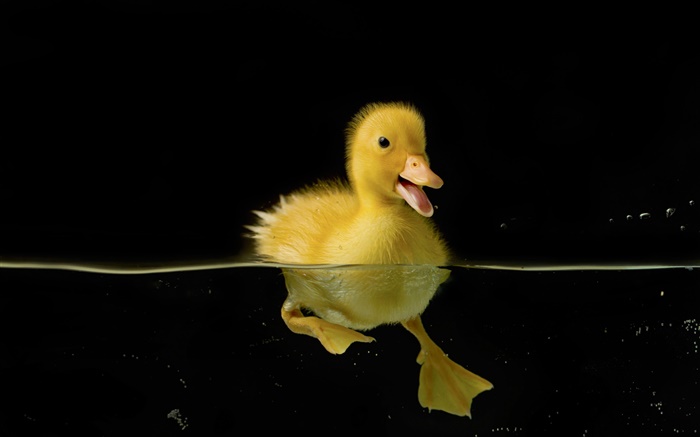 pato amarelo pequeno na água Papéis de Parede, imagem