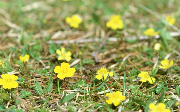 flores silvestres amarelas pequenas, terra, grama Papéis de Parede, imagem