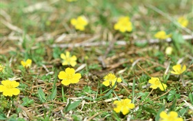 flores silvestres amarelas pequenas, terra, grama