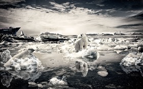 Solitárias urso, neve, mar, imagens criativas HD Papéis de Parede
