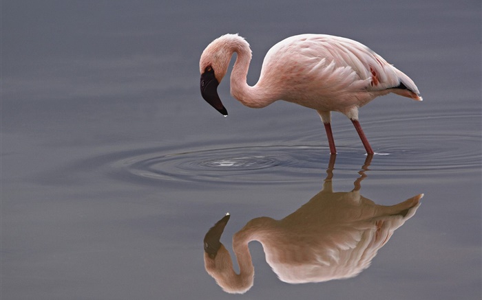 flamingo solitária Papéis de Parede, imagem