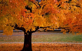 Árvore só, outono, folhas amarelas