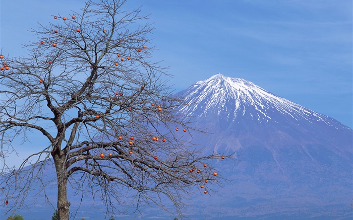 Árvore só, frutas, Monte Fuji, Japão Papéis de Parede, imagem