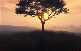 Árvore só, nascer do sol, grama, amanhecer, nevoeiro HD Papéis de Parede