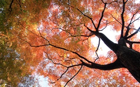 Olhar para cima para ver, árvore de bordo, folhas amarelas e vermelhas, outono