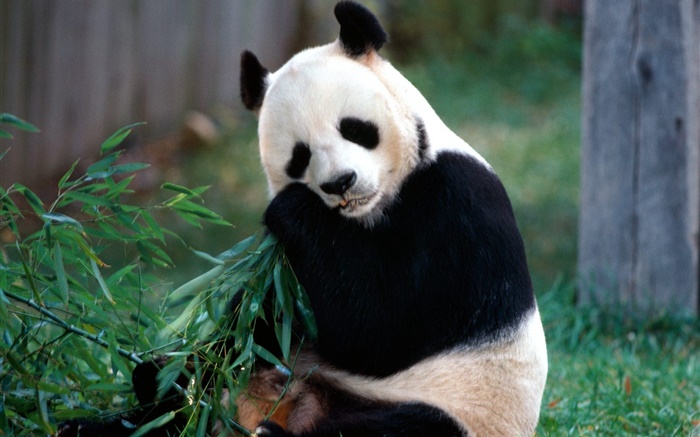 Panda encantador comer bambu Papéis de Parede, imagem