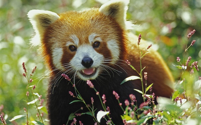 panda vermelho bonito Papéis de Parede, imagem
