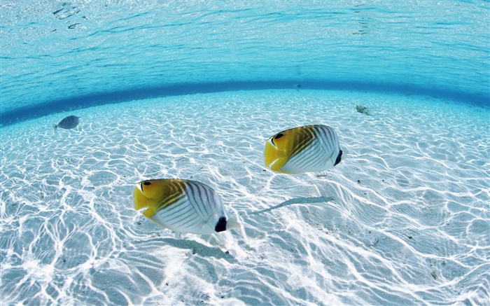 Maldivas, peixe-palhaço tropical, áreas de águas rasas, mar Papéis de Parede, imagem
