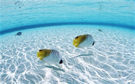 Maldivas, peixe-palhaço tropical, áreas de águas rasas, mar HD Papéis de Parede