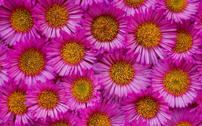 Muitas flores de camomila rosa Papéis de Parede, imagem