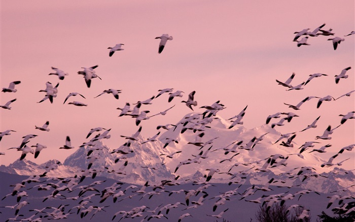 Muitos vôo da gaivota Papéis de Parede, imagem