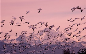 Muitos vôo da gaivota