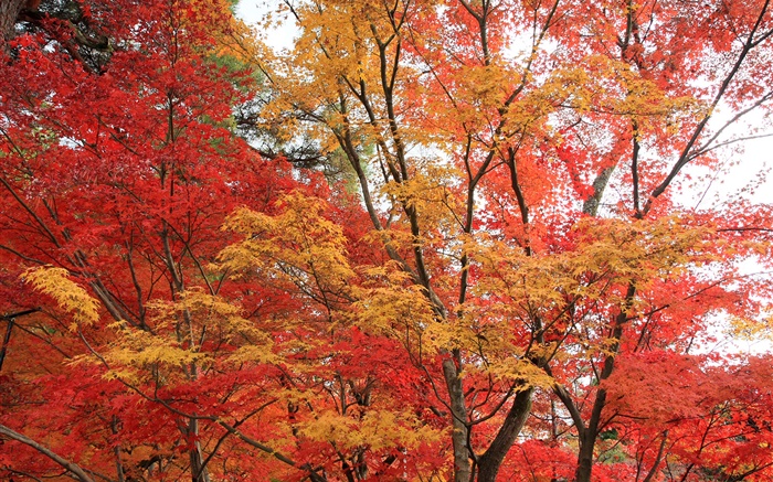 Floresta do bordo, árvores, folhas de cor vermelha, outono Papéis de Parede, imagem