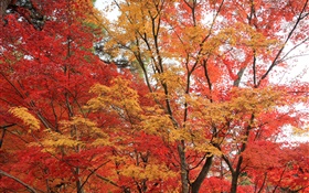 Floresta do bordo, árvores, folhas de cor vermelha, outono
