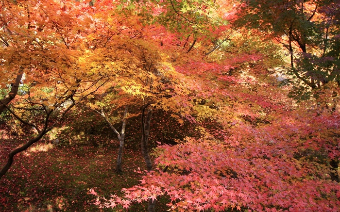 Floresta do bordo, árvores, folhas vermelhas, outono Papéis de Parede, imagem