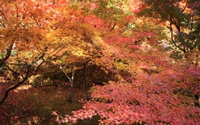 Floresta do bordo, árvores, folhas vermelhas, outono