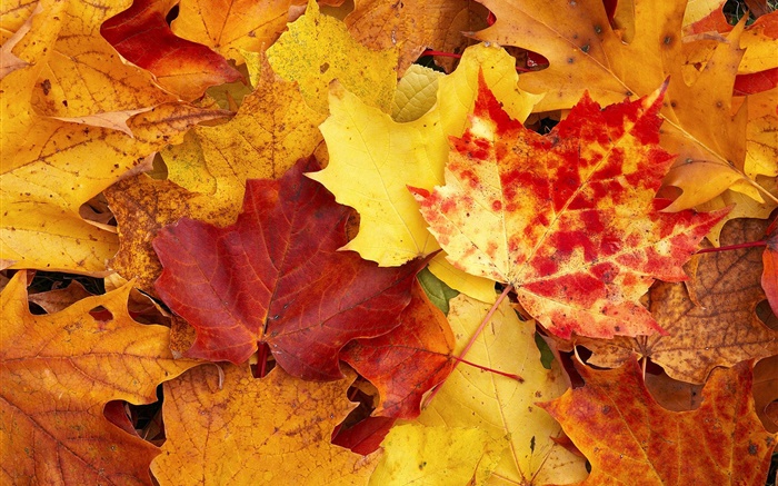 folhas de bordo, vermelho e amarelo, outono Papéis de Parede, imagem