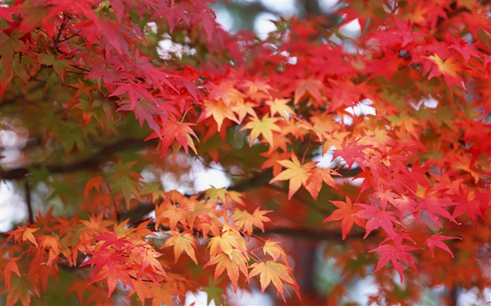 Folhas de bordo, cor vermelha, outono Papéis de Parede, imagem