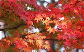Folhas de bordo, cor vermelha, outono HD Papéis de Parede
