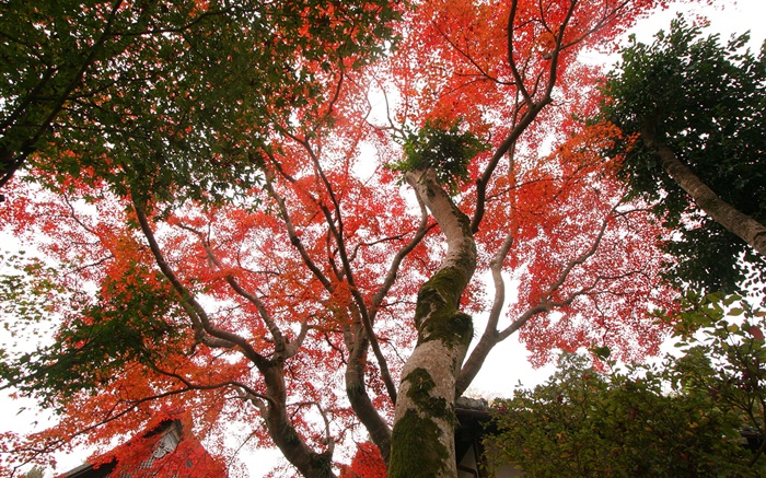 Árvore de bordo olhar para cima, folhas vermelhas, outono, casa Papéis de Parede, imagem
