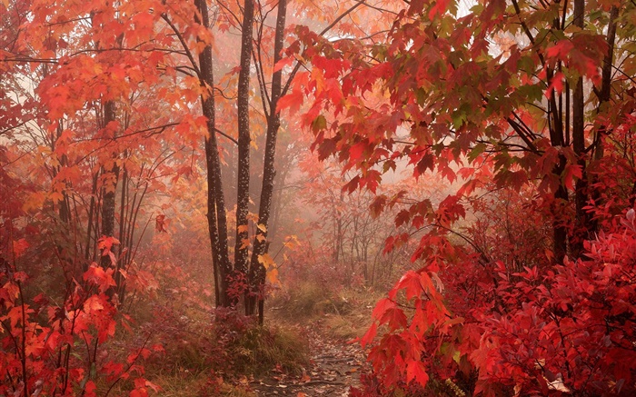 Árvores de bordo, floresta, folhas vermelhas, outono Papéis de Parede, imagem
