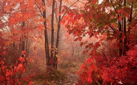 Árvores de bordo, floresta, folhas vermelhas, outono