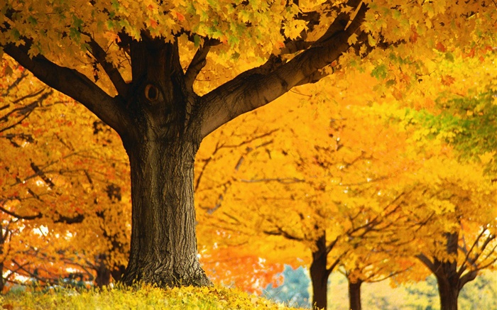 Árvores de bordo, folhas do amarelo, terra, outono Papéis de Parede, imagem