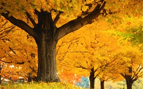 Árvores de bordo, folhas do amarelo, terra, outono HD Papéis de Parede