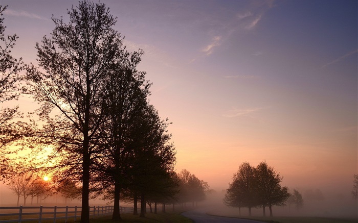 Manhã, névoa, árvores, estrada, nascer do sol Papéis de Parede, imagem