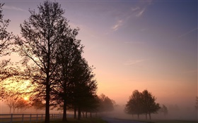 Manhã, névoa, árvores, estrada, nascer do sol