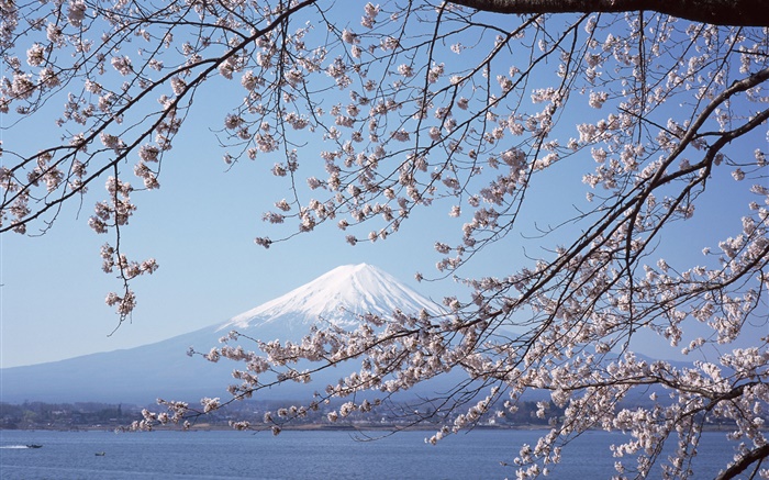 Monte Fuji, Japão, flores de cerejeira, mar, barco Papéis de Parede, imagem