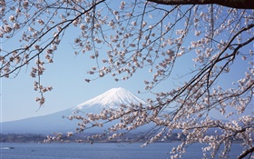 Monte Fuji, Japão, flores de cerejeira, mar, barco HD Papéis de Parede