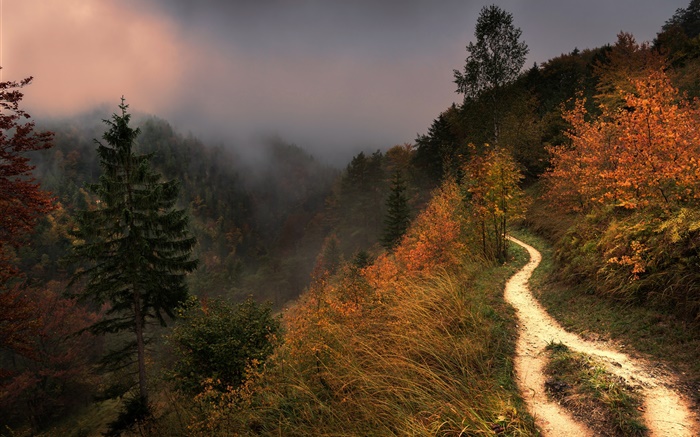 Montanha, névoa, árvores, passeio, outono Papéis de Parede, imagem